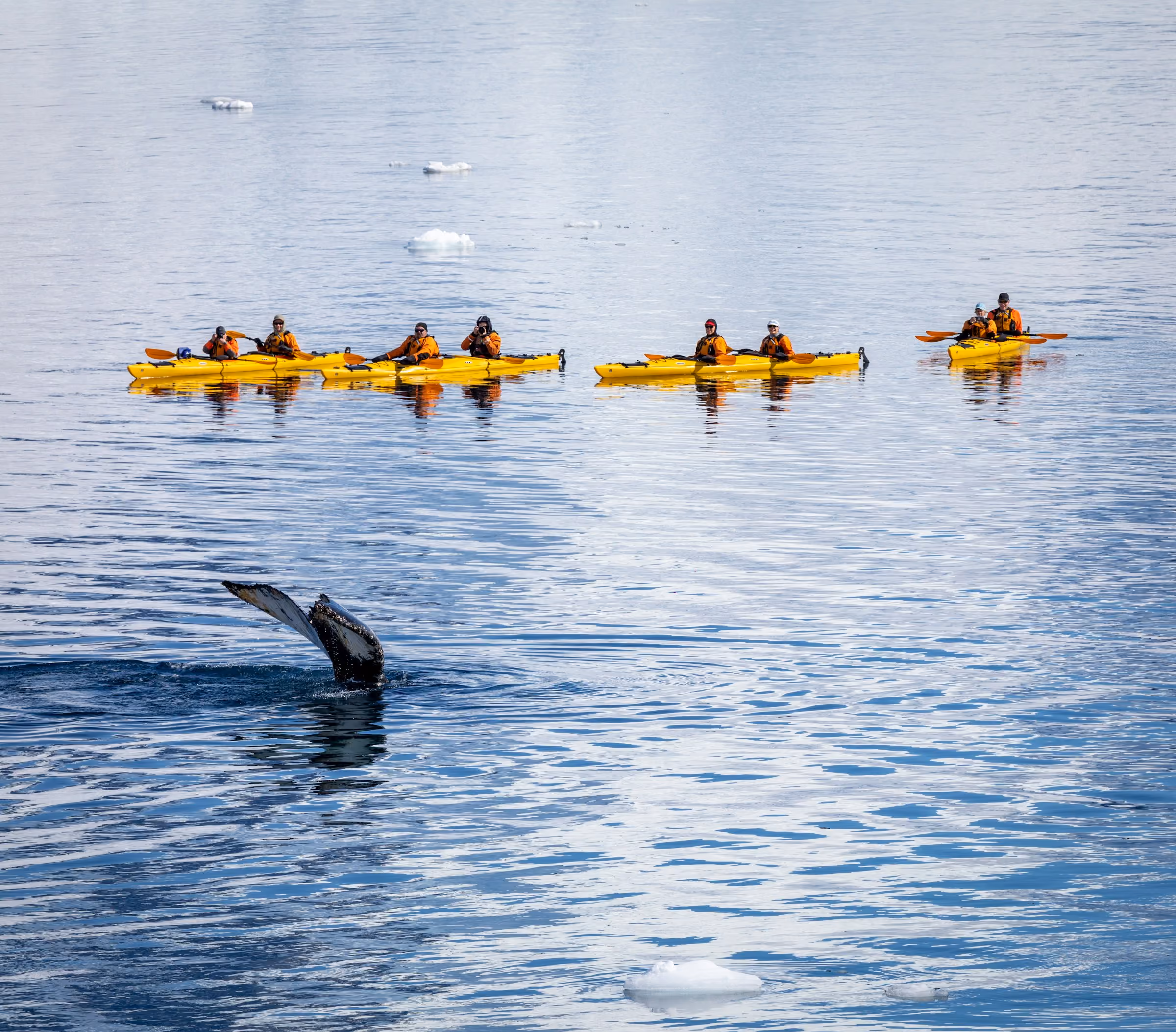 Sea kayakers in yellow kayaks near a surfacing whale in Antarctica