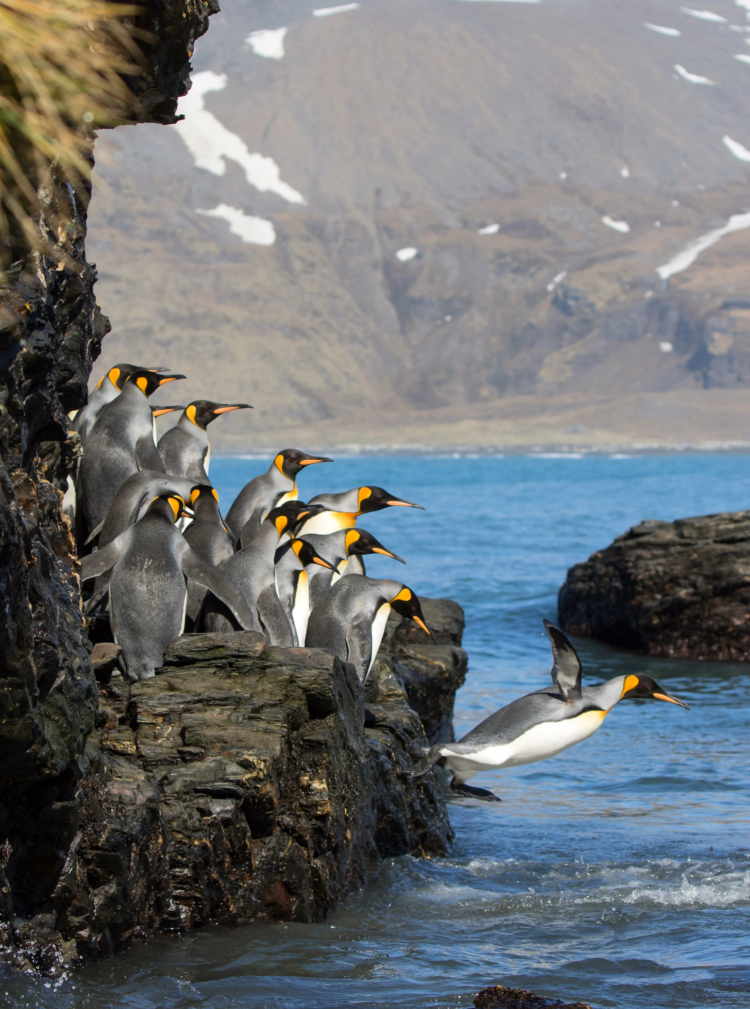 Penguins on rocks above icy blue water
