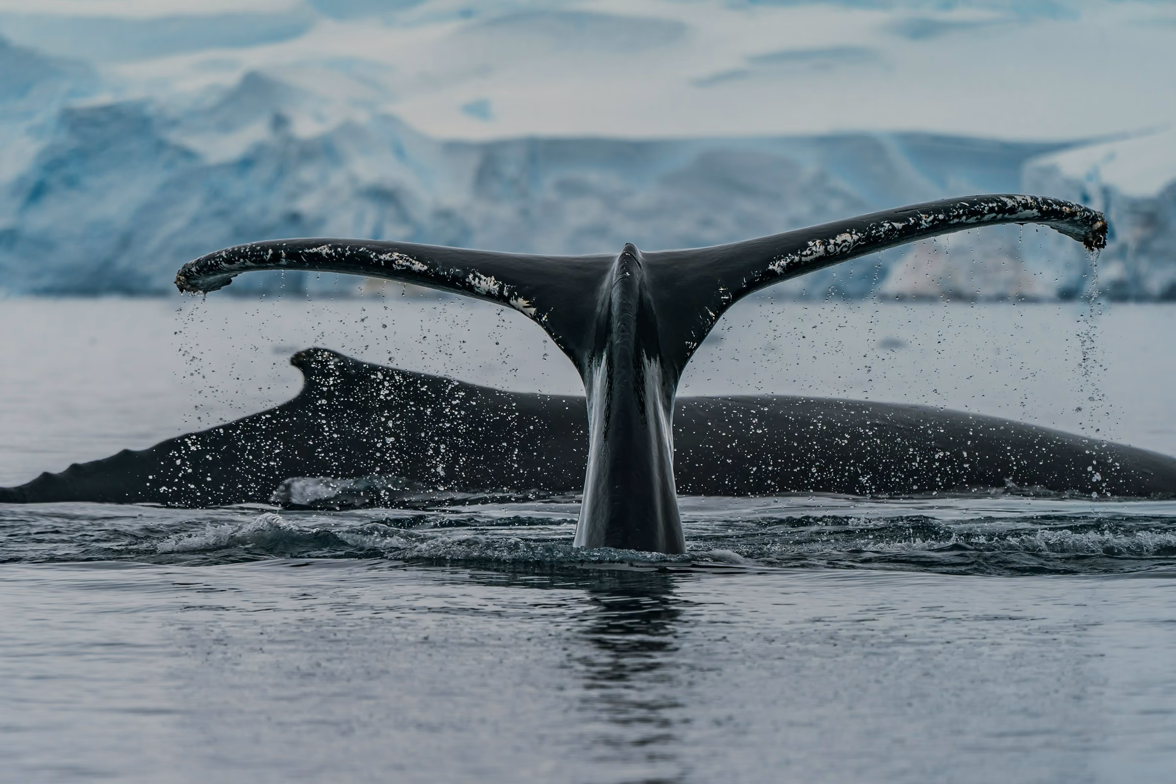 A humpback whale's tail rising from grey water in Antarctica