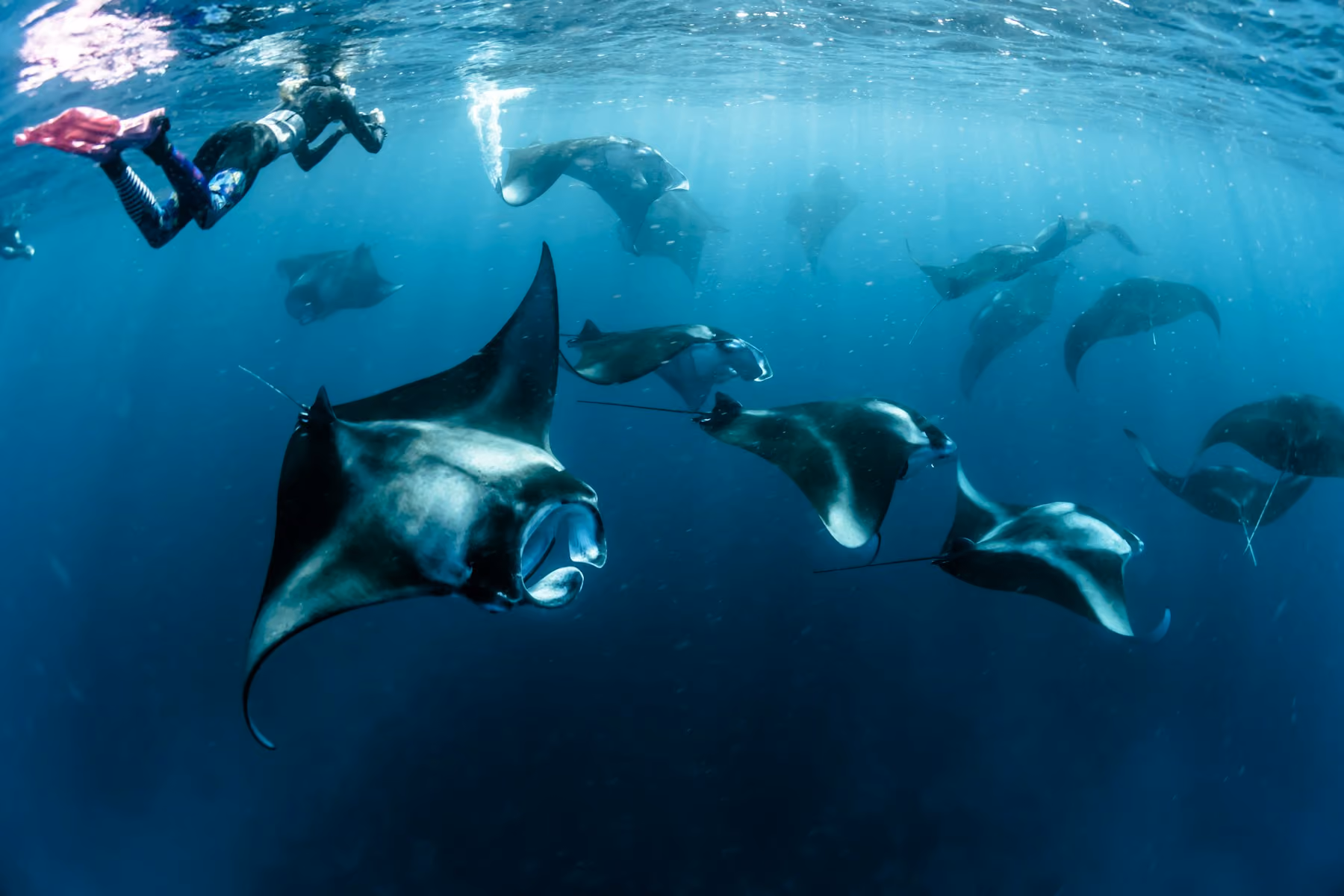 A group of manta rays feeding in open blue water, with a snorkeller above them