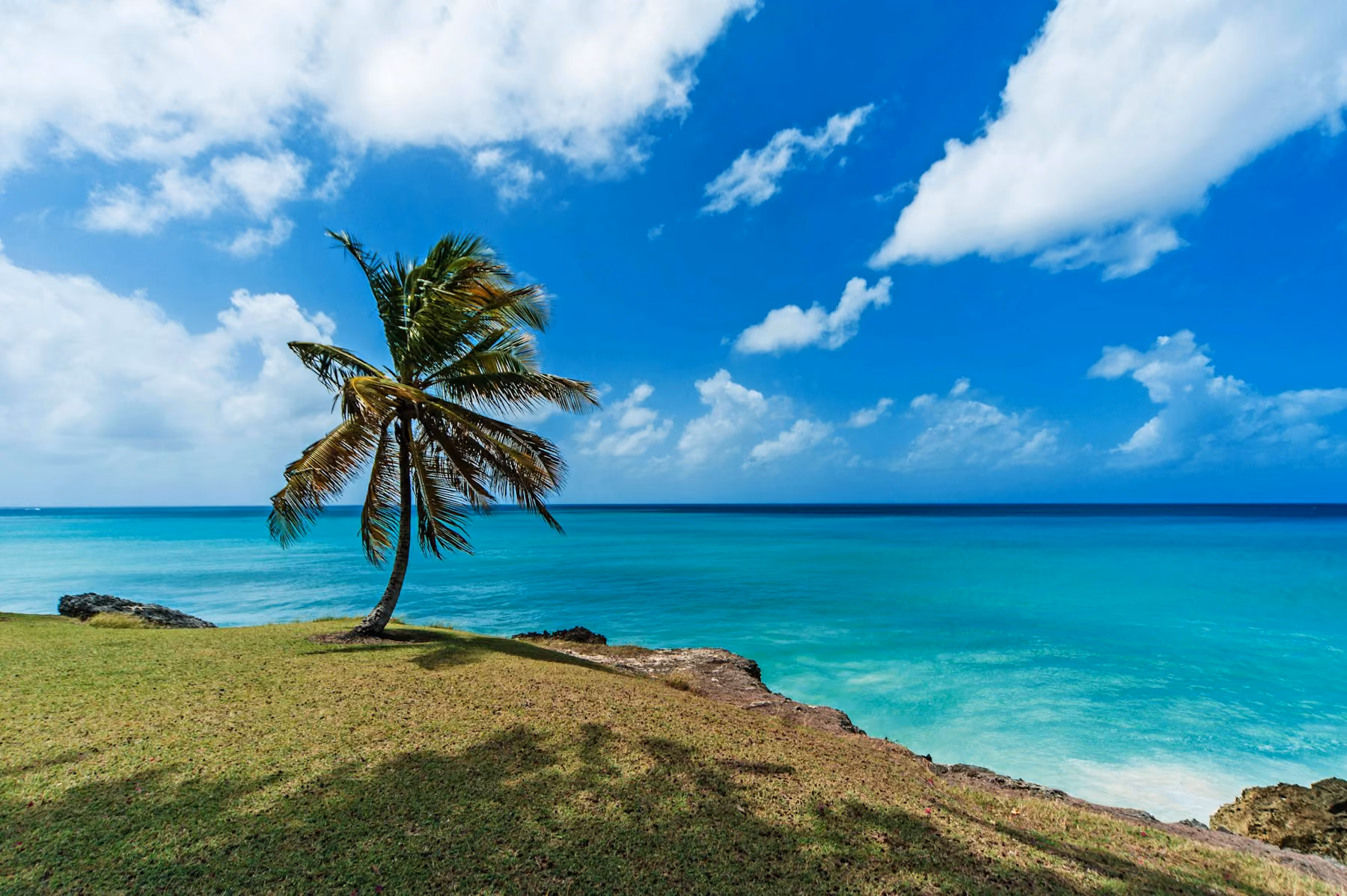 A lone palm on a grassy clifftop above turquoise sea in the dry season, the best time to visit Barbados