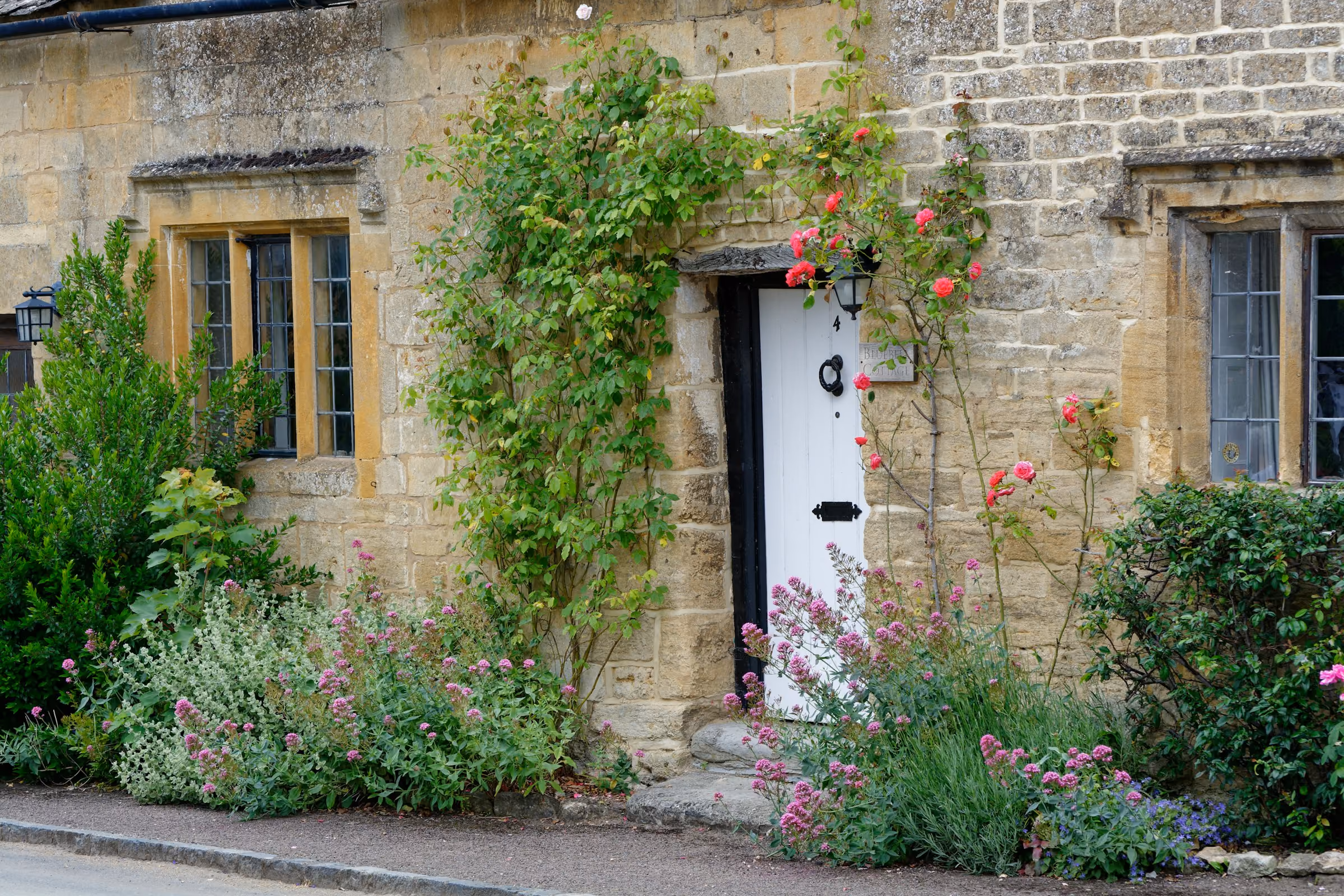 Climbing roses on the front of a Cotswold stone cottage