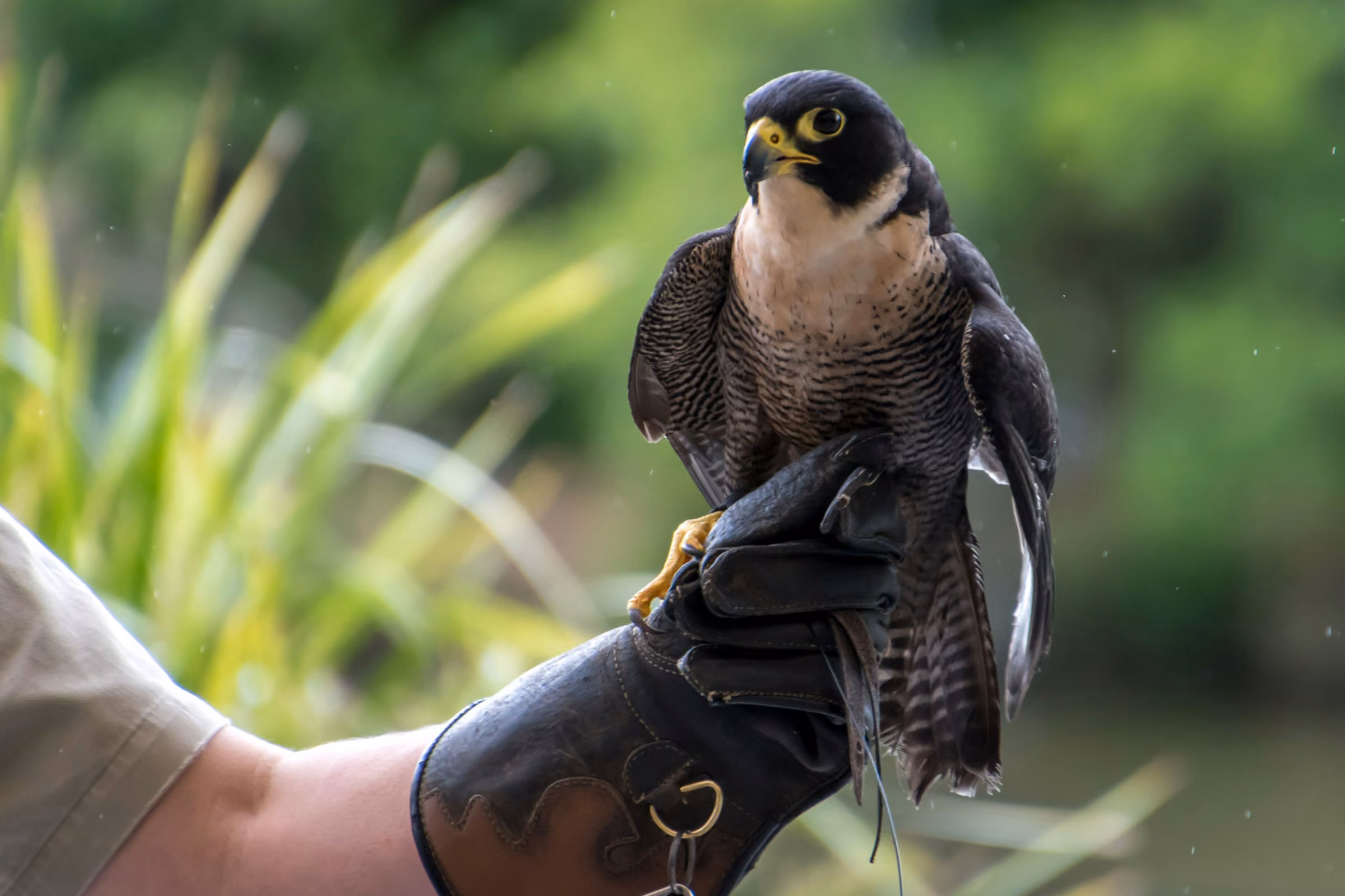 A peregrine falcon on a gloved hand beside a river