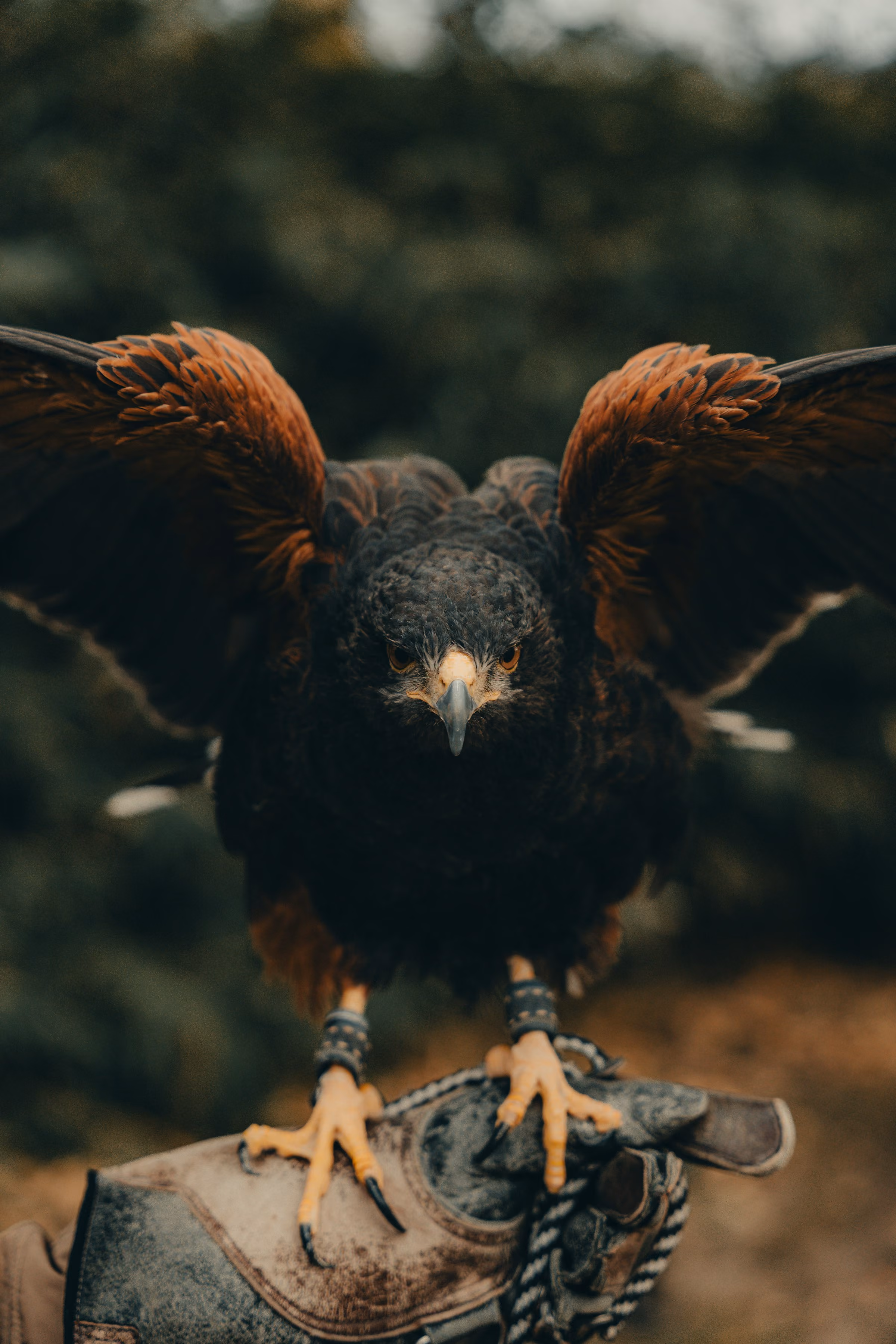 A hawk spreading its wings as it lands on a gloved fist