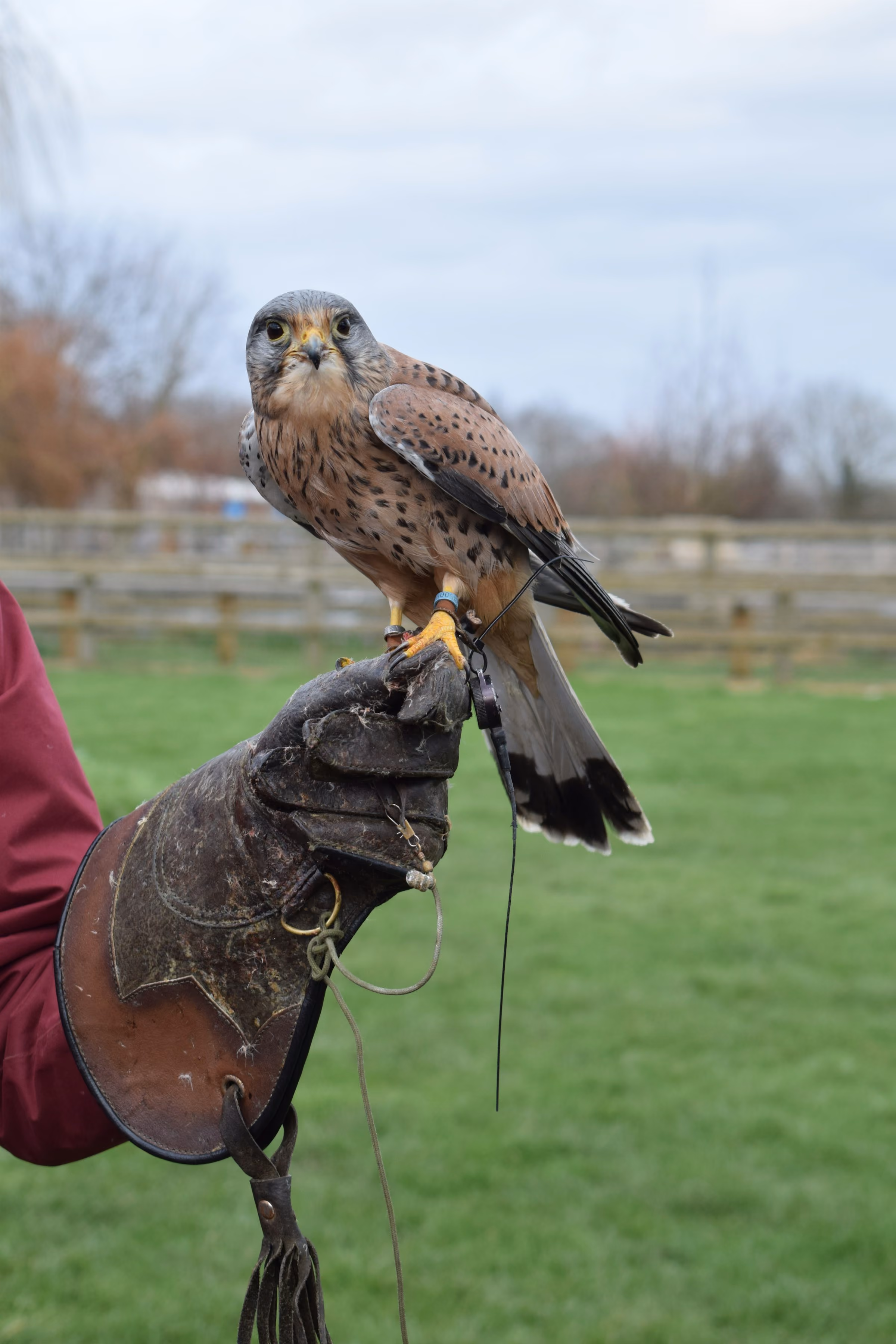 A kestrel on a falconry glove in a green field