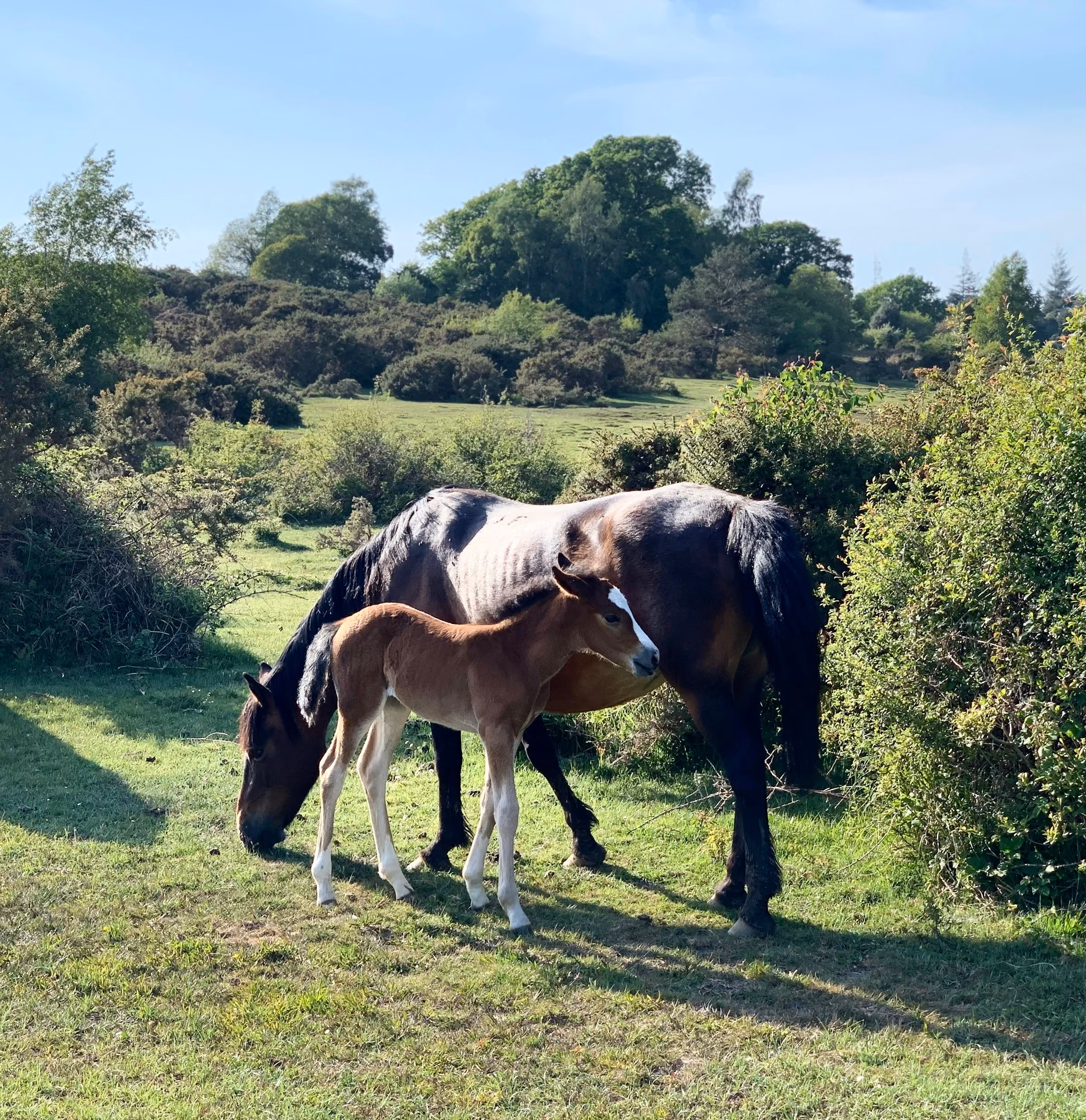 A New Forest mare and foal grazing