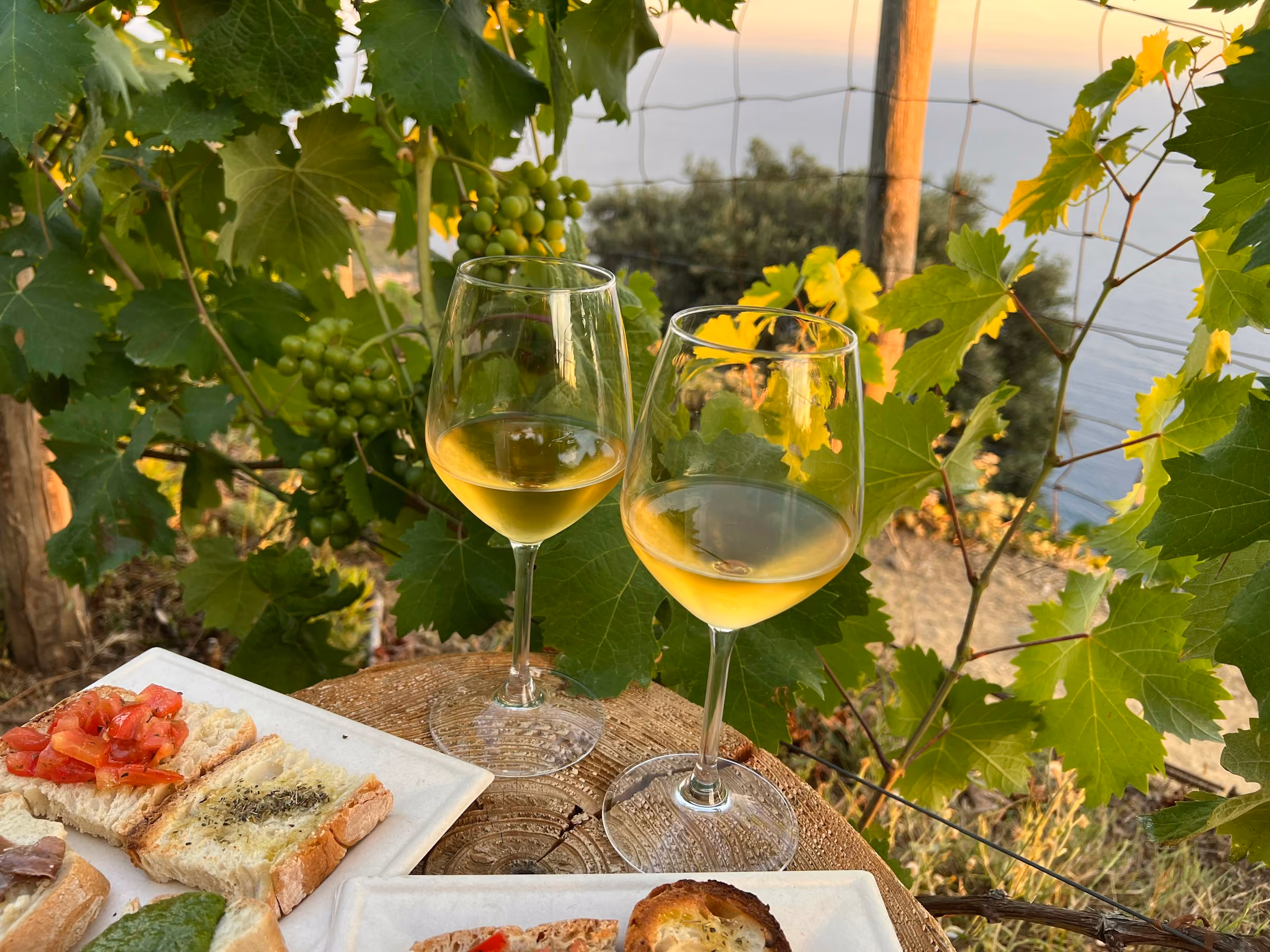 Glasses of white wine among the vines