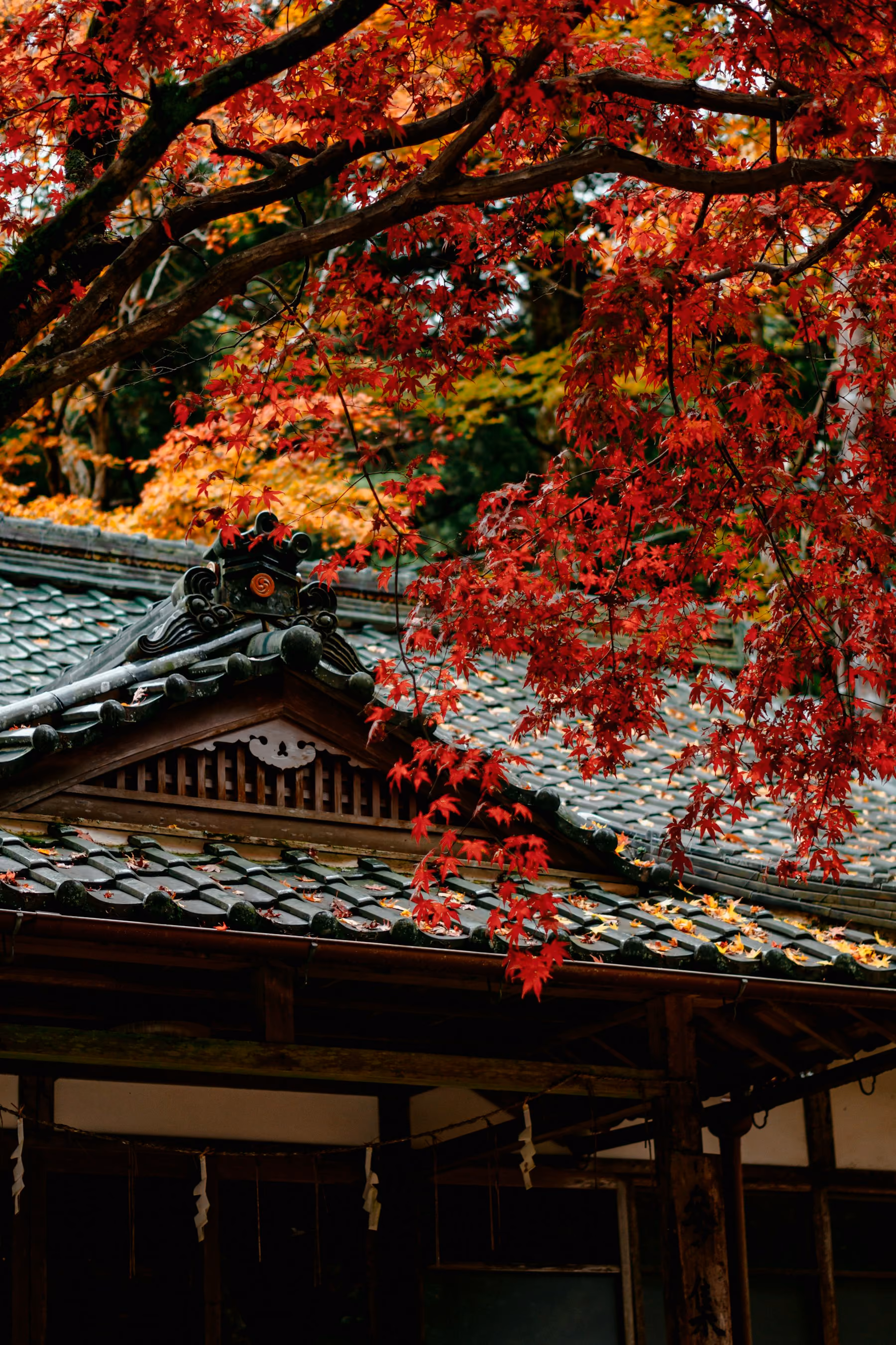 Red maple leaves over the tiled roof of a temple building in Kyoto in autumn