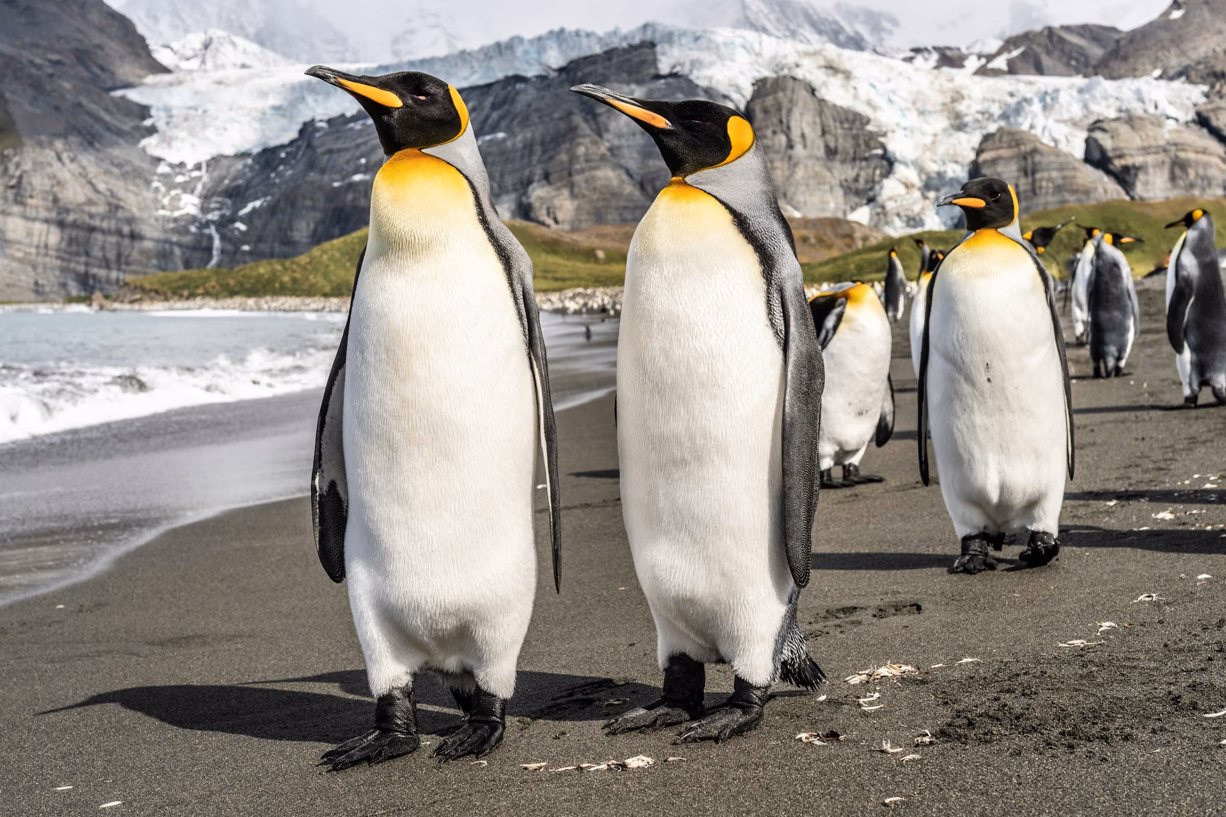 King penguins walking on a black sand beach below glaciers
