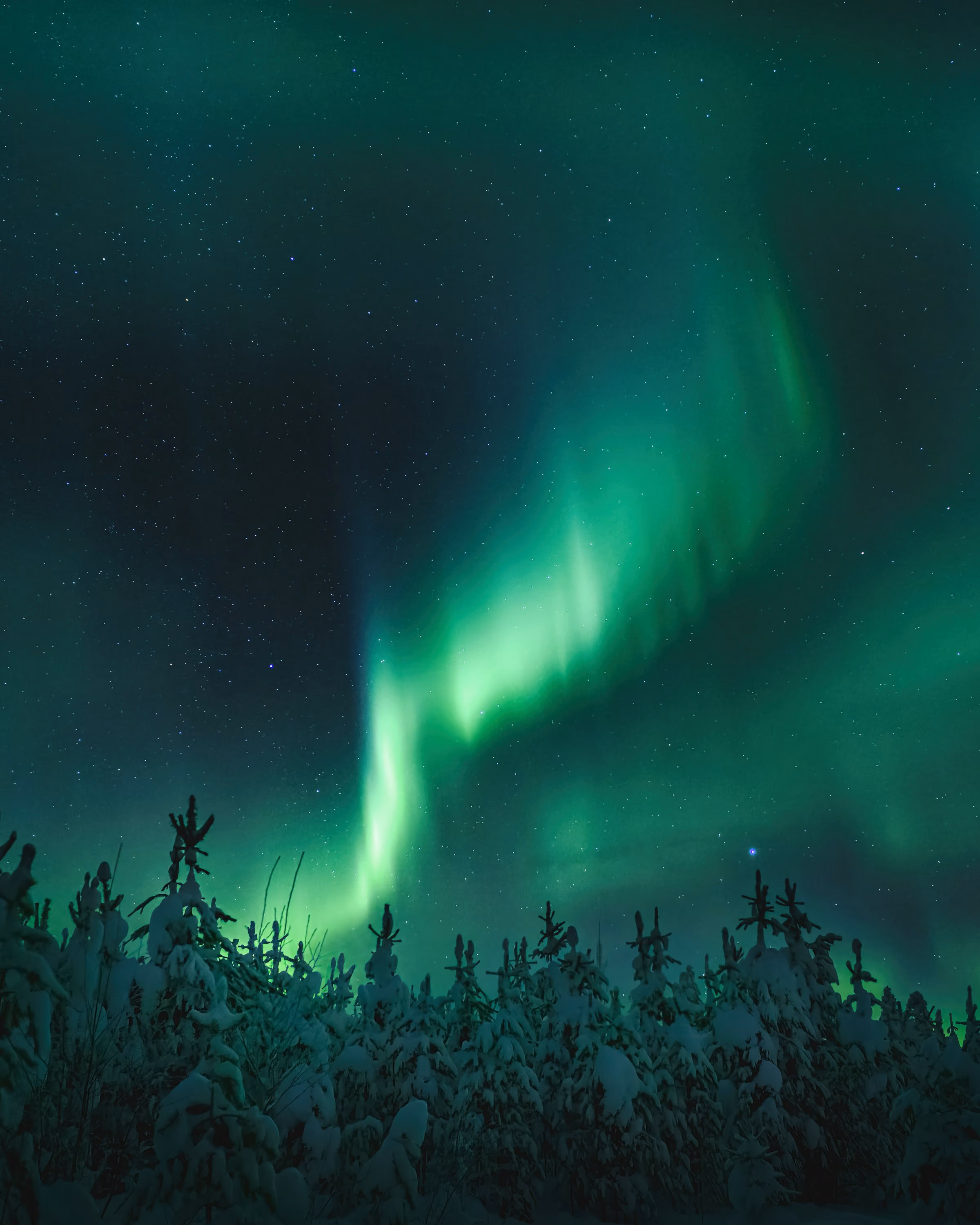 The northern lights over snow-covered pines