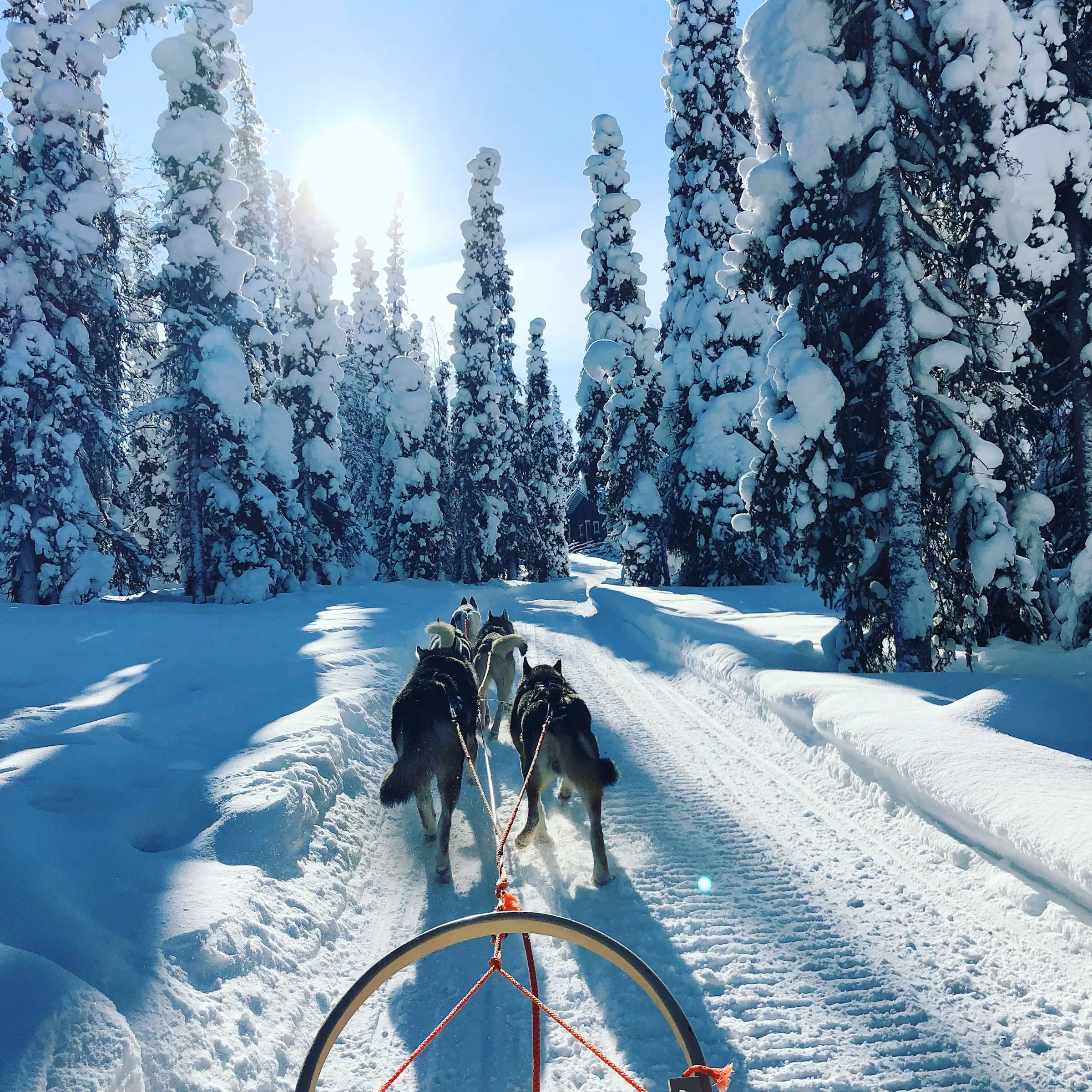A team of huskies pulling a sled along a snowy forest trail, seen from the sled