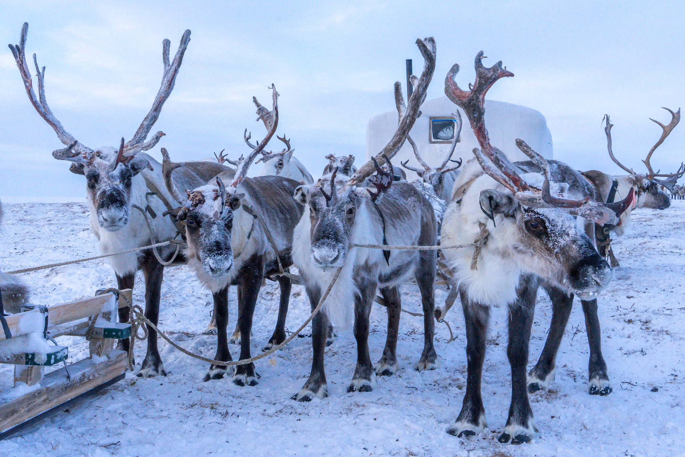 A line of reindeer harnessed to sleighs on the snow