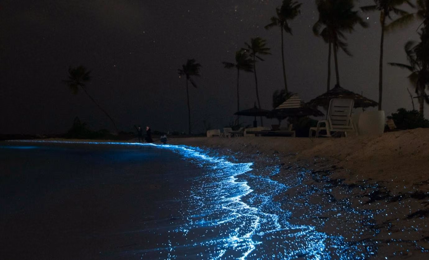 Bioluminescent plankton glowing blue along a beach at night