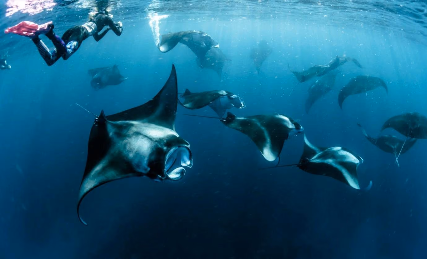 Manta rays feeding beneath snorkellers in blue water