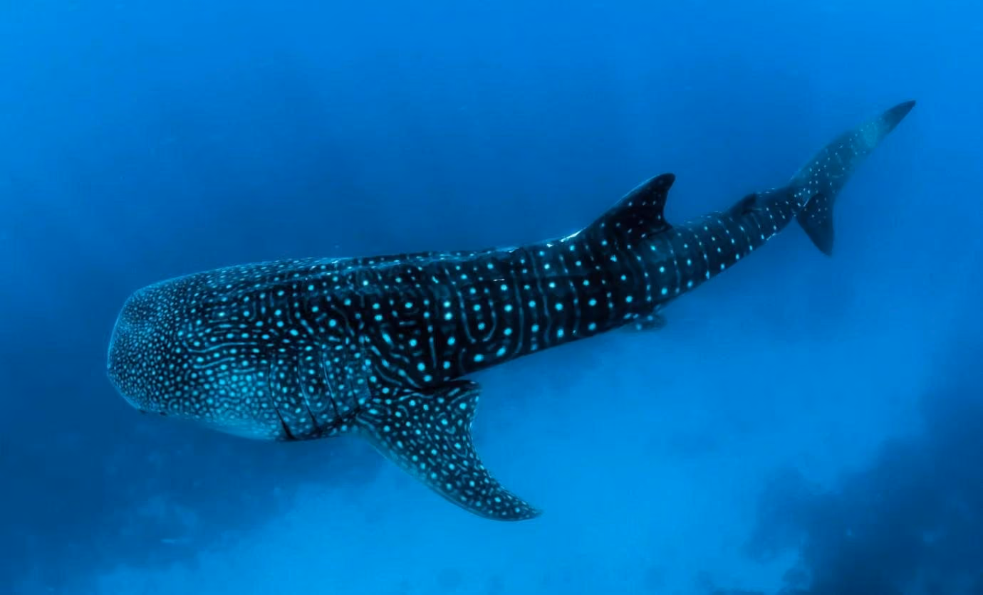 A whale shark gliding through deep blue water