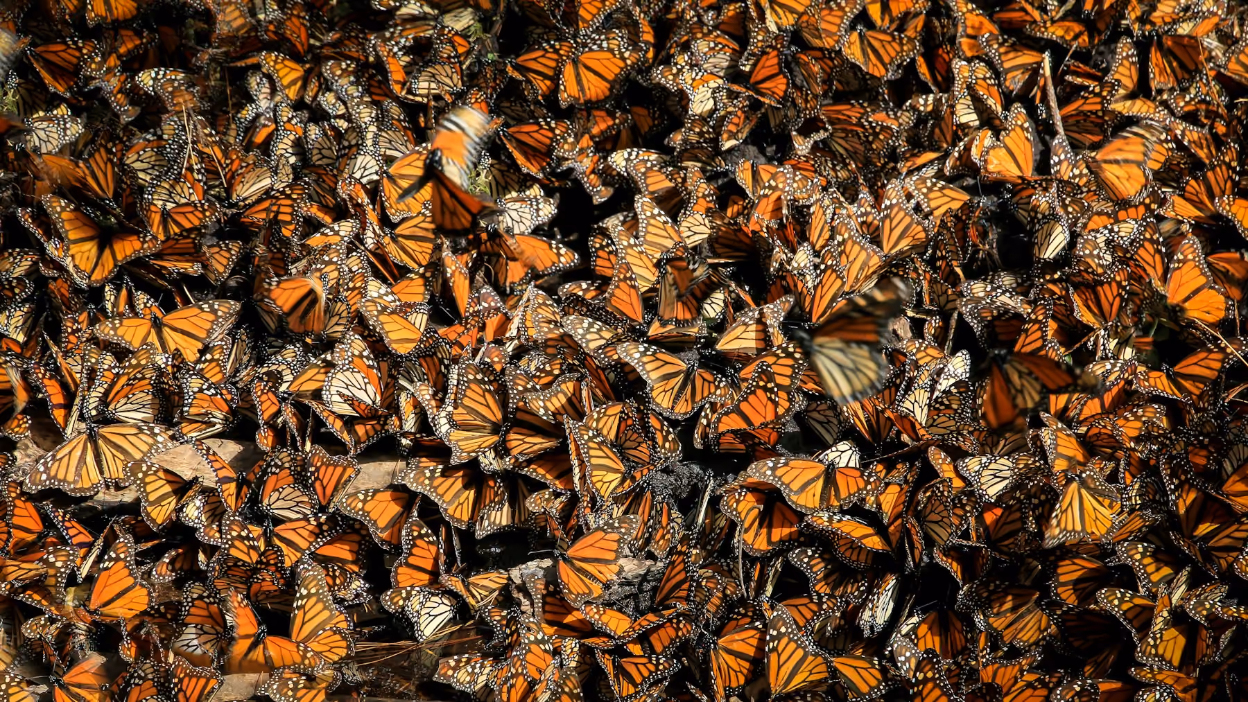 Thousands of orange monarch butterflies clustered together in a forest in Michoacán