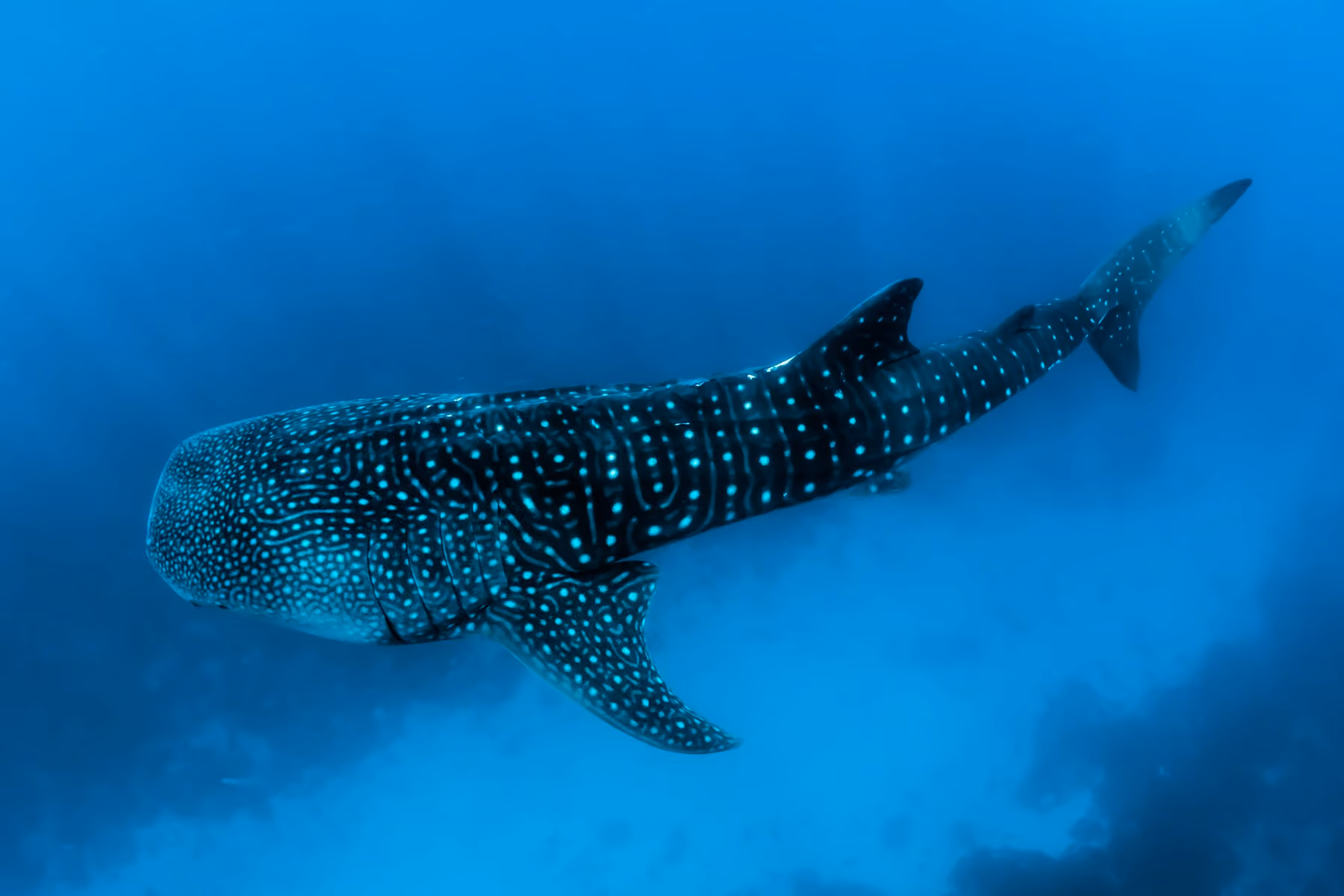 A spotted whale shark gliding through deep blue water beneath the surface