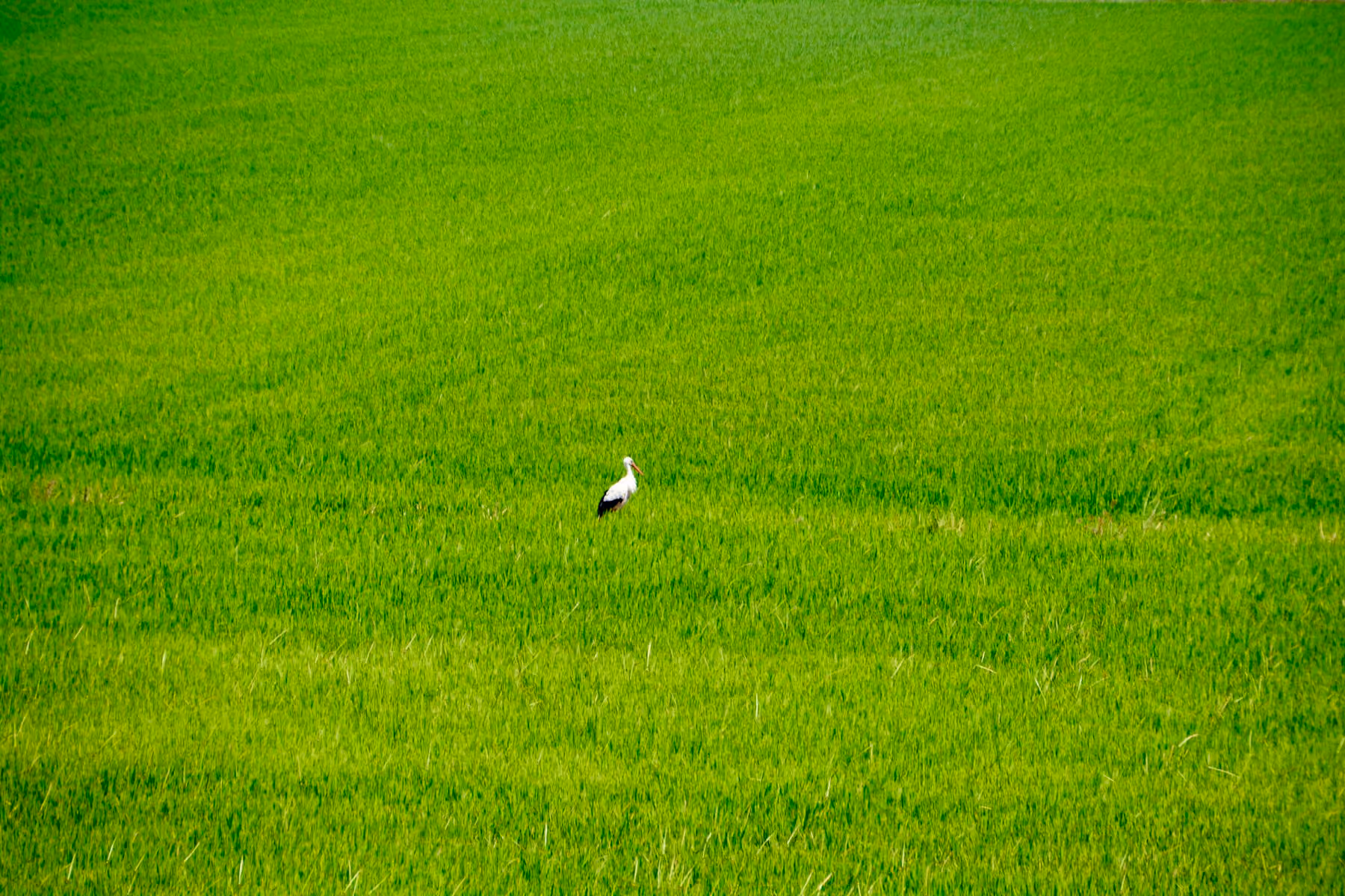 A white stork standing in a bright green rice field near Comporta in the Alentejo