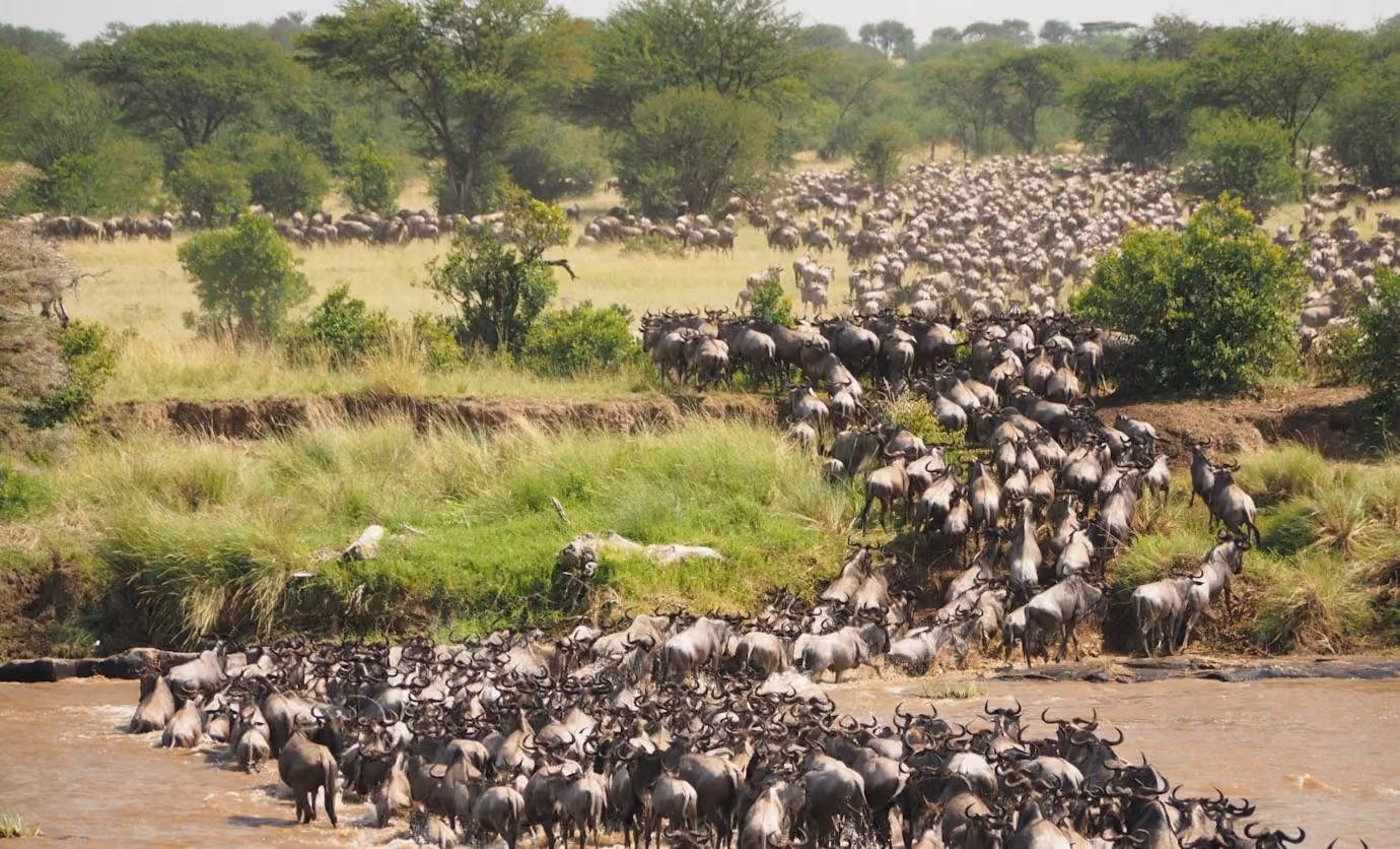 Wildebeest crossing the Mara River