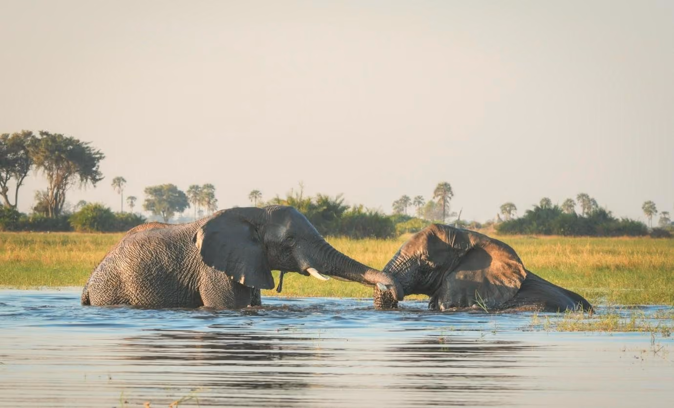 Two elephants playing in the floodwater of the Okavango Delta