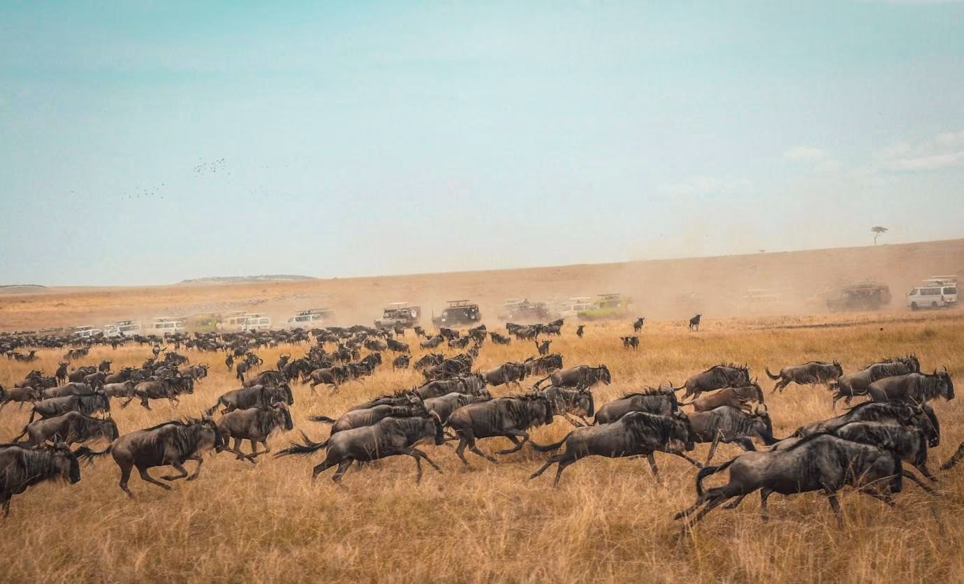 A running wildebeest herd with a line of safari vehicles behind it in the Masai Mara
