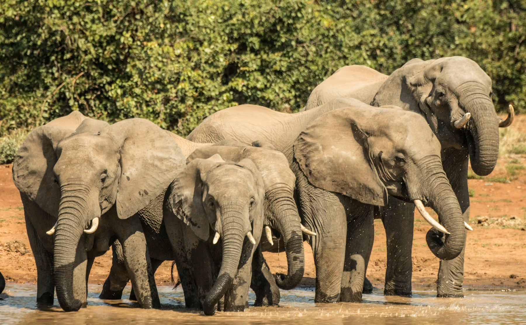 A family of elephants drinking at a waterhole in the dry season, the best time to visit South Africa for safari