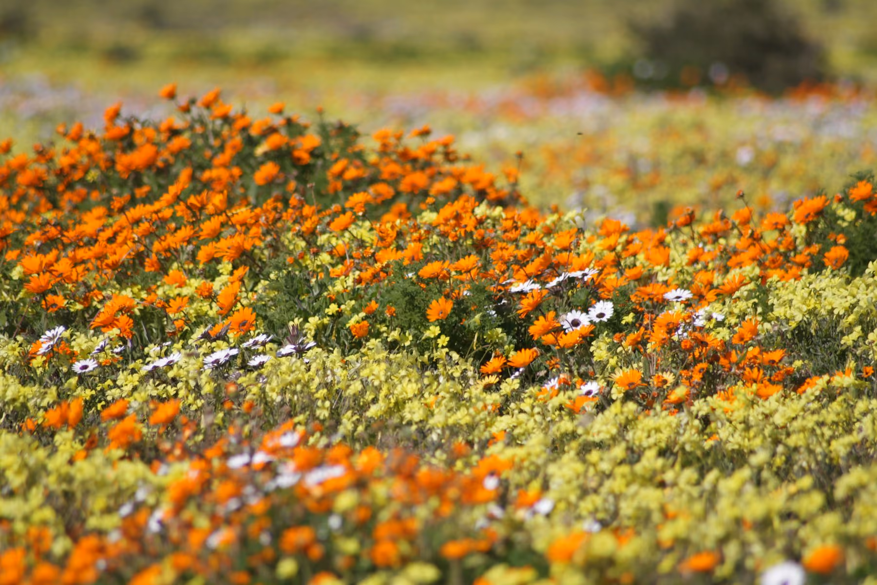 A field of orange, white and yellow Namaqualand daisies in flower during the spring wildflower season