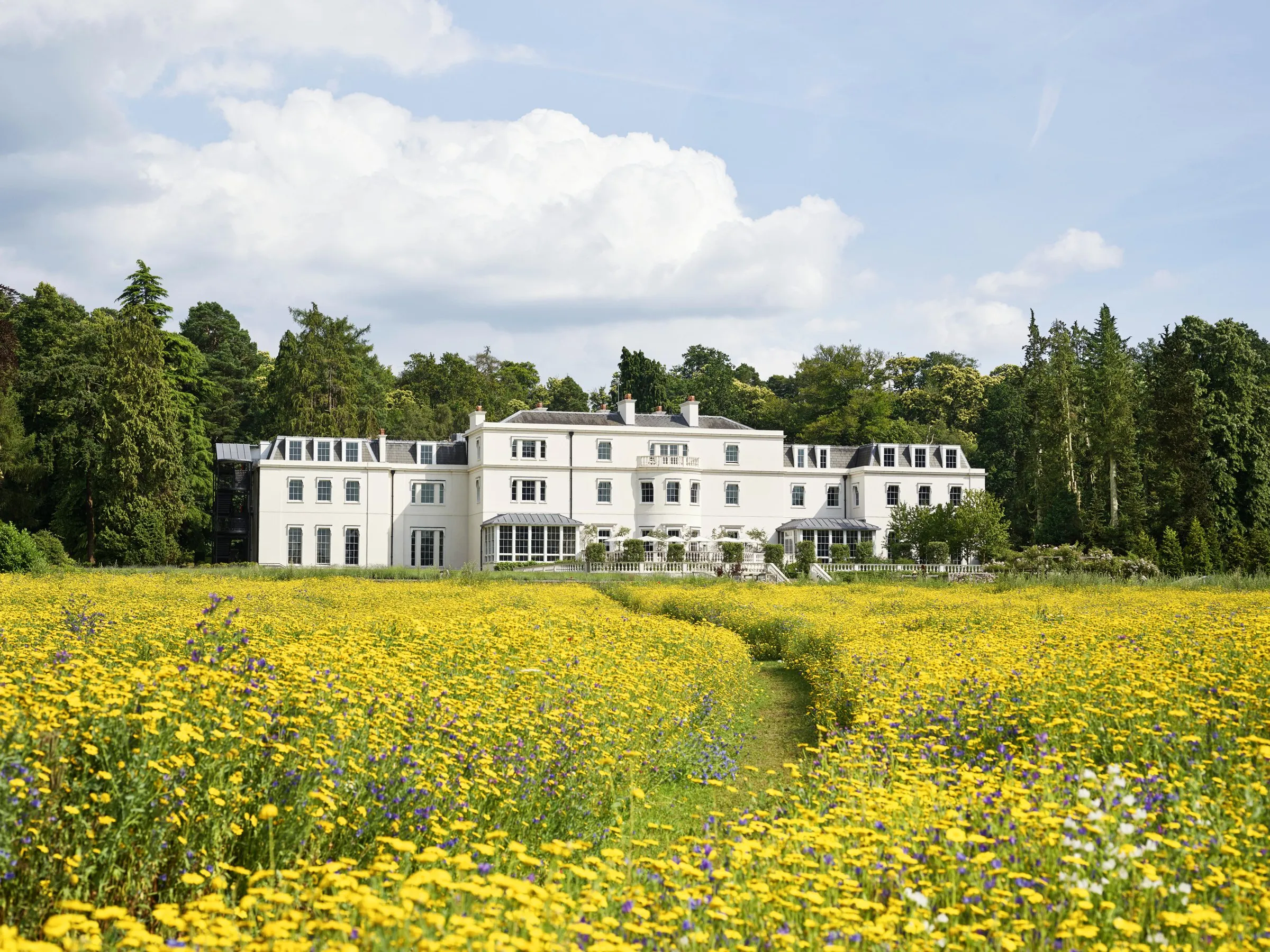A path through a yellow wildflower meadow to the mansion house