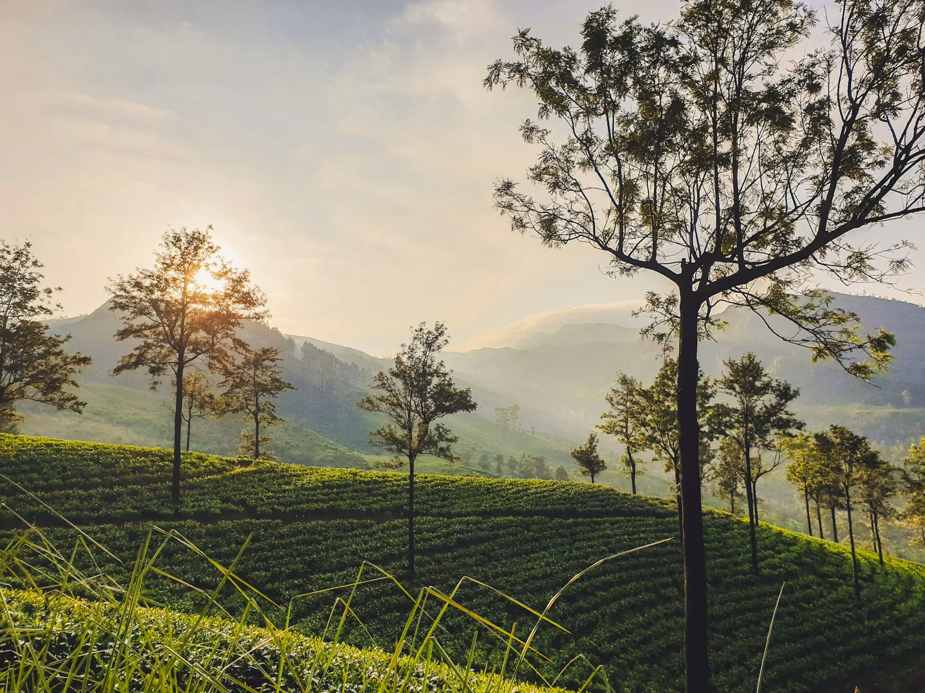Early sun over tea terraces and silhouetted trees in Sri Lanka's hill country