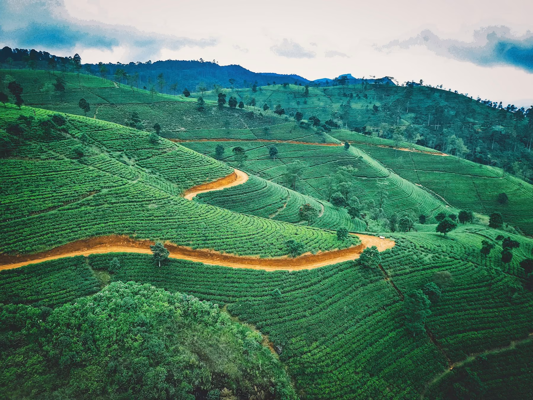 Aerial view of tea estates and a red earth track winding through Sri Lanka's hill country, clear in the dry months that make December to March the best time to visit Sri Lanka