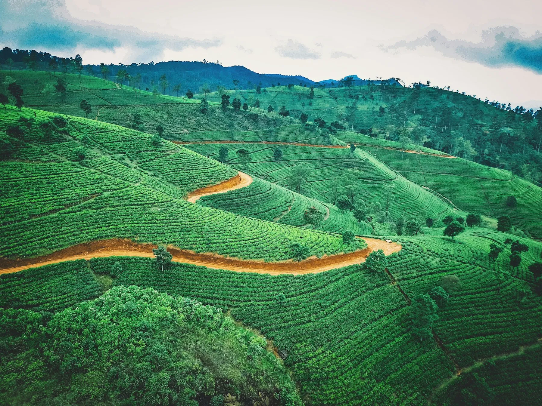 Aerial view of tea estates and a red earth track winding through Sri Lanka's hill country, clear in the dry months that make December to March the best time to visit Sri Lanka