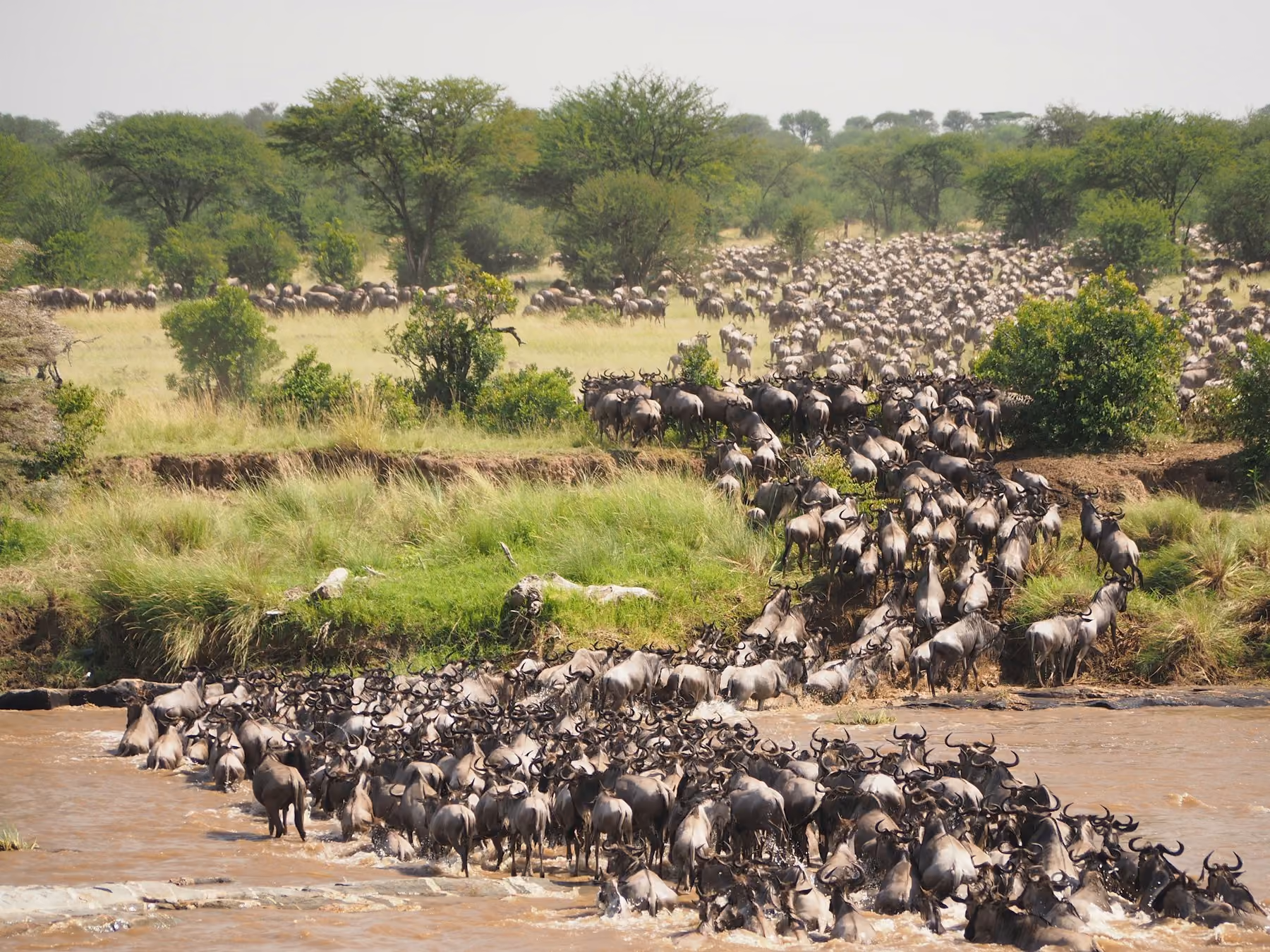 Wildebeest crossing a muddy river during the Great Migration in the Serengeti
